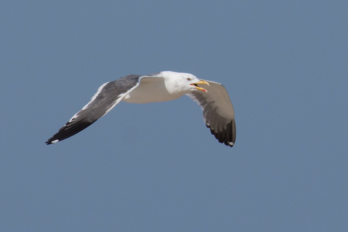 Gaviota Sombría (heuglini) - ML193661121