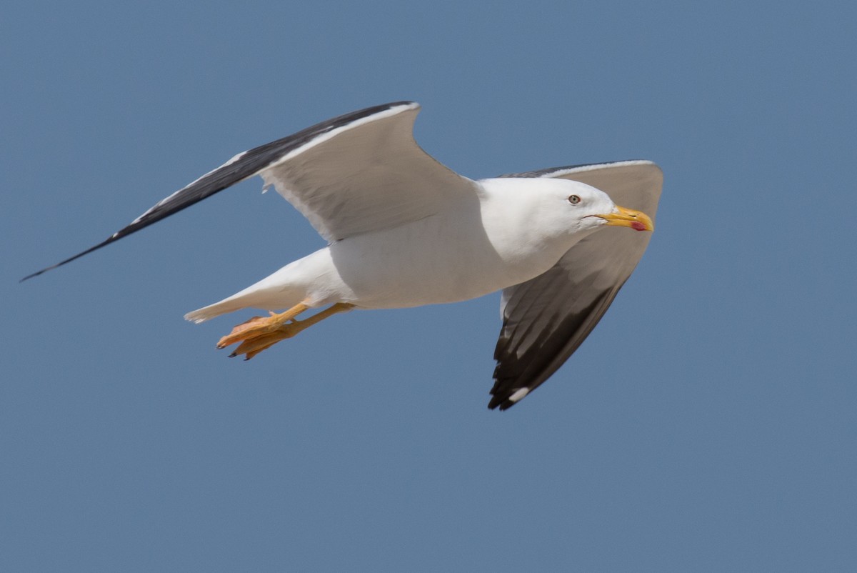 Lesser Black-backed Gull (Heuglin's) - ML193661131