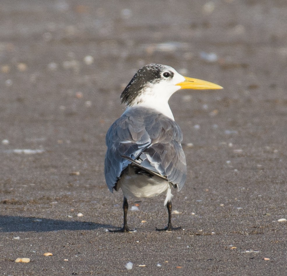 Great Crested Tern - ML193661261