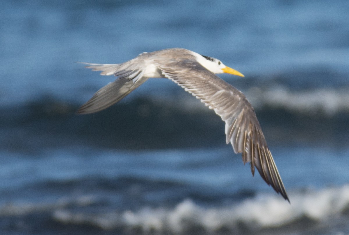 Great Crested Tern - ML193661271