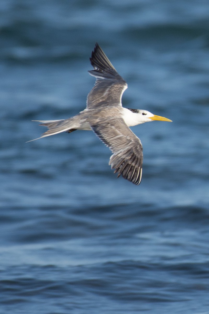 Great Crested Tern - ML193661281