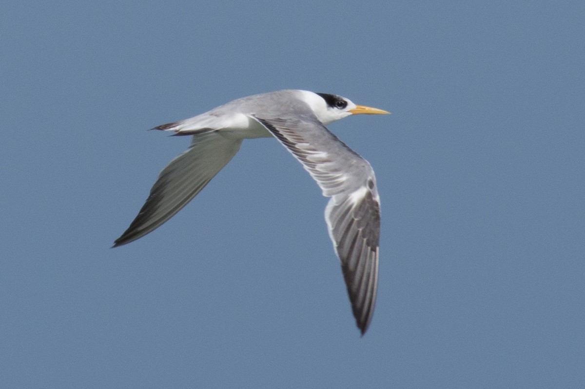 Great Crested Tern - ML193662991