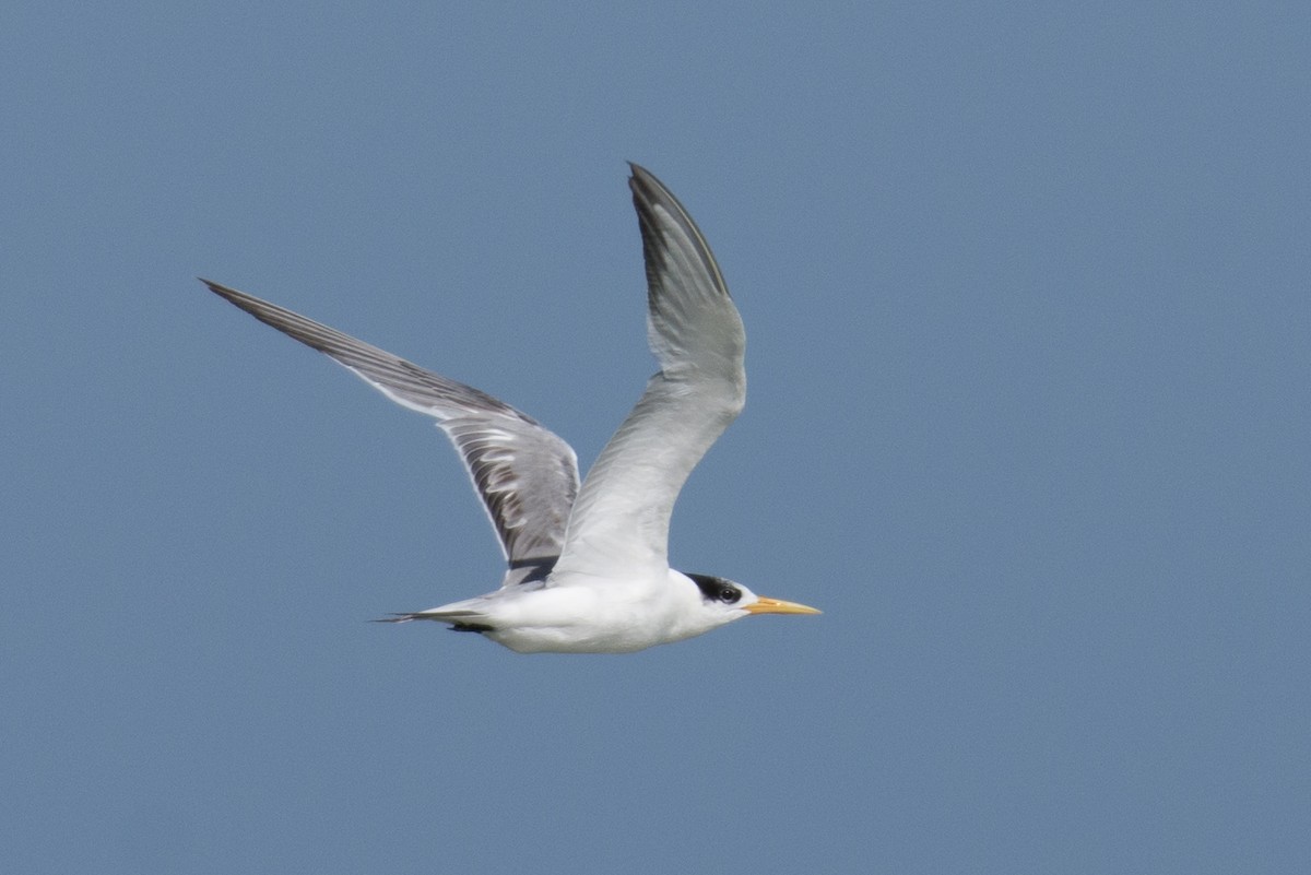 Great Crested Tern - ML193663011
