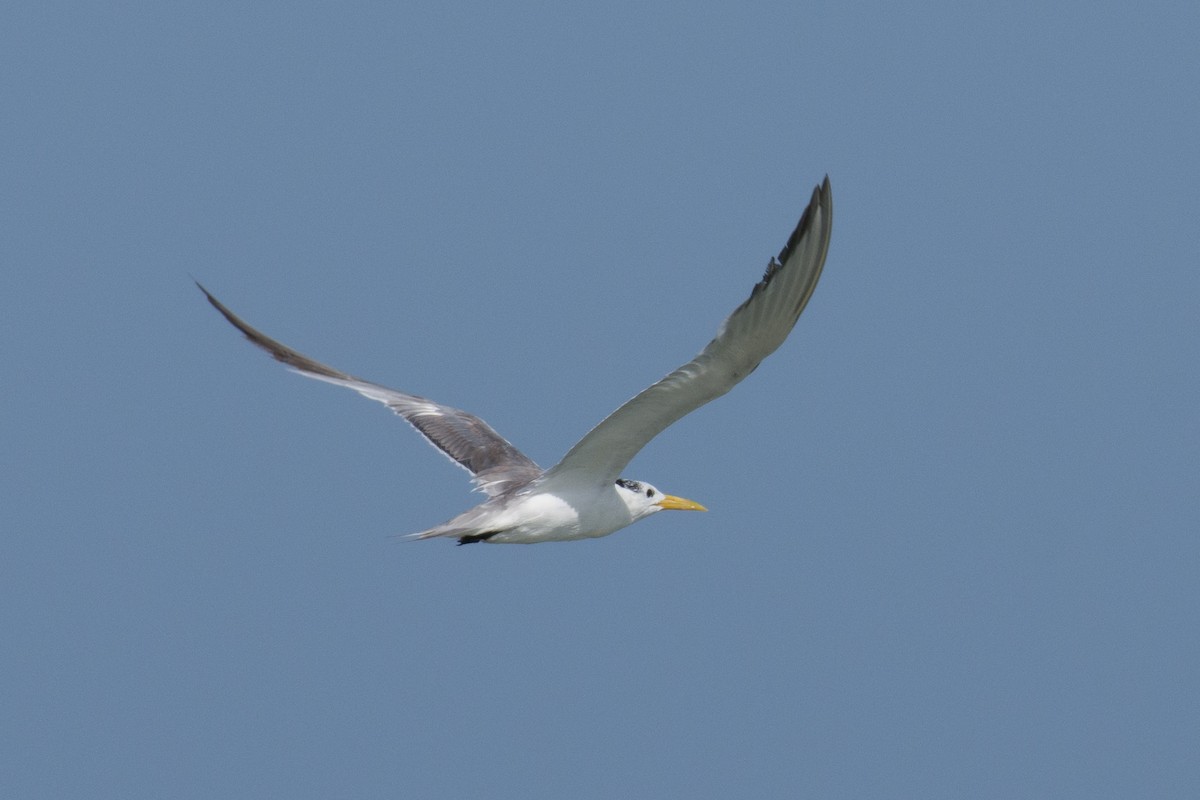 Great Crested Tern - ML193663021