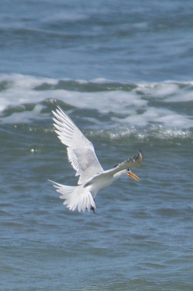 Great Crested Tern - ML193663091