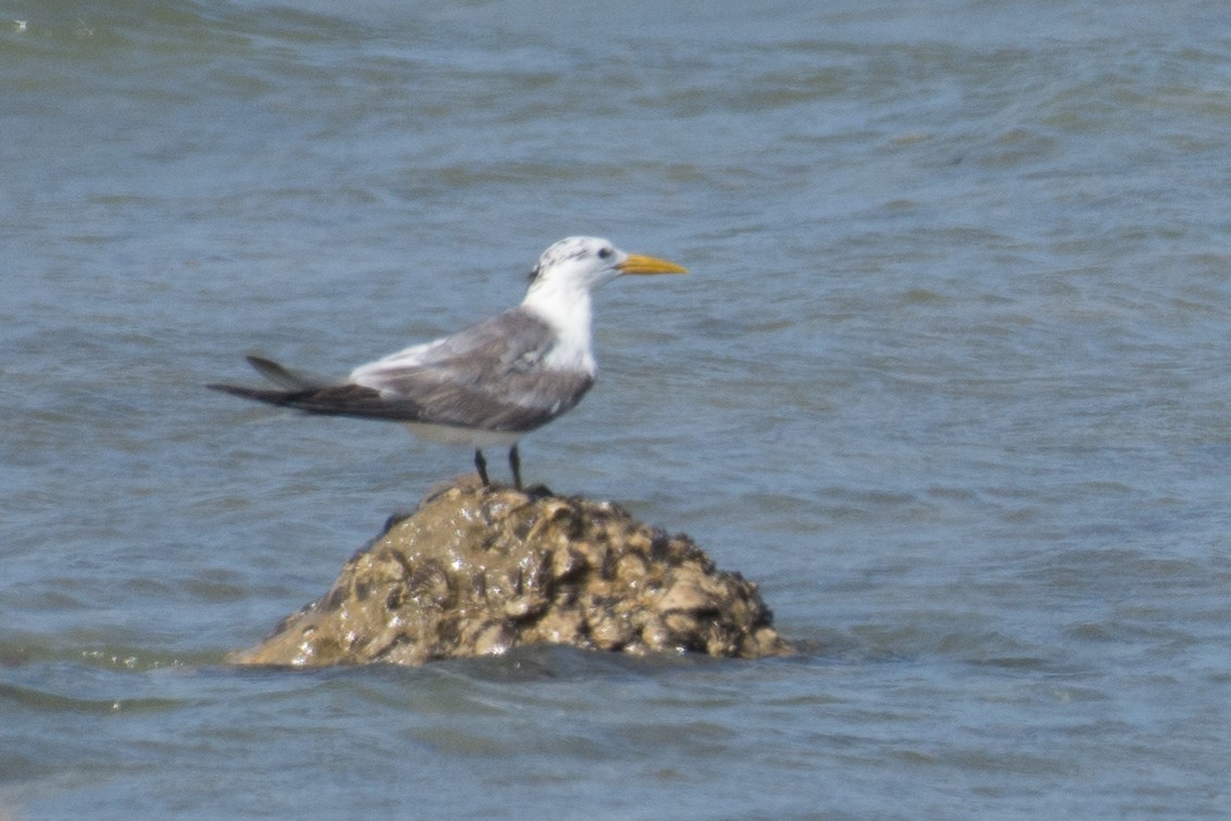 Great Crested Tern - ML193663111