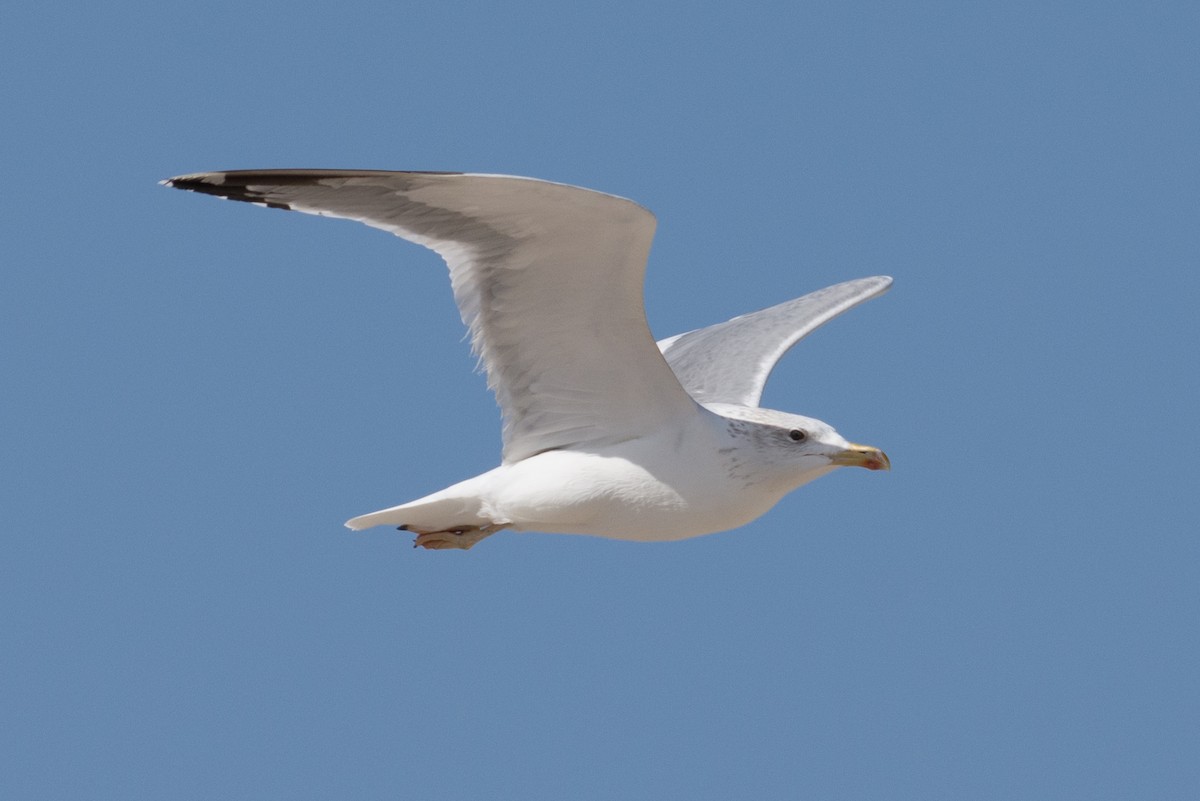 Lesser Black-backed Gull (Steppe) - ML193663431