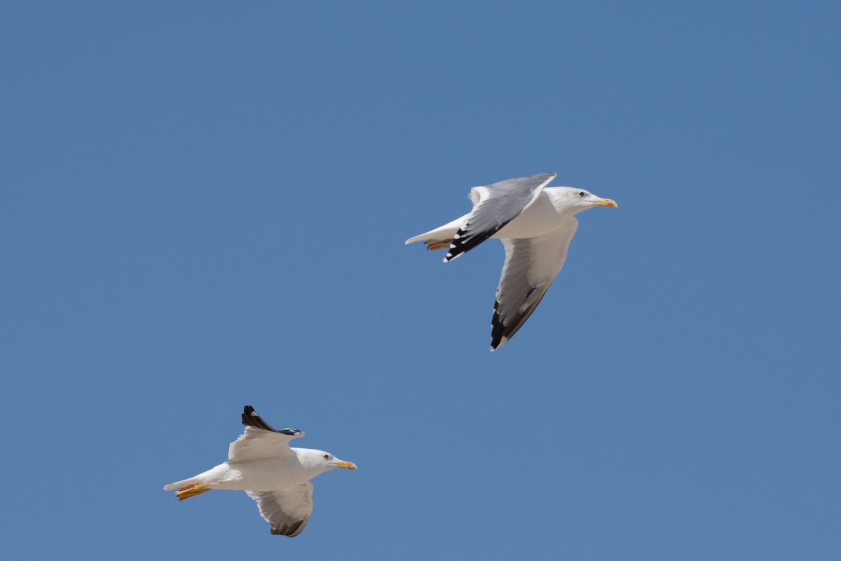 Lesser Black-backed Gull (Steppe) - ML193663441