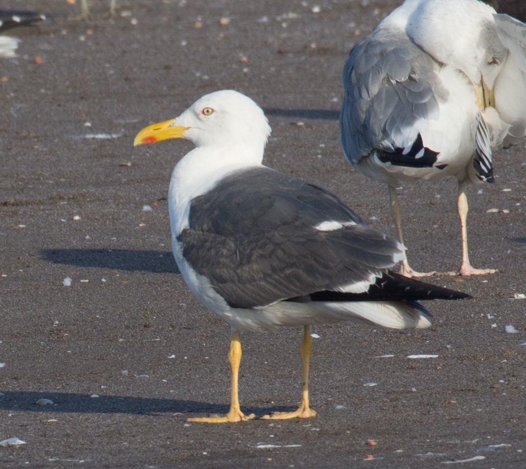 Lesser Black-backed Gull (Heuglin's) - ML193663611