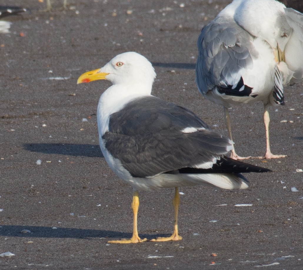 Lesser Black-backed Gull (Heuglin's) - William Stephens