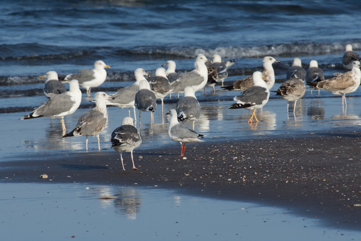 Lesser Black-backed Gull - ML193663761