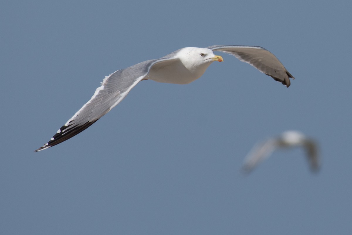 Lesser Black-backed Gull (Steppe) - ML193663881