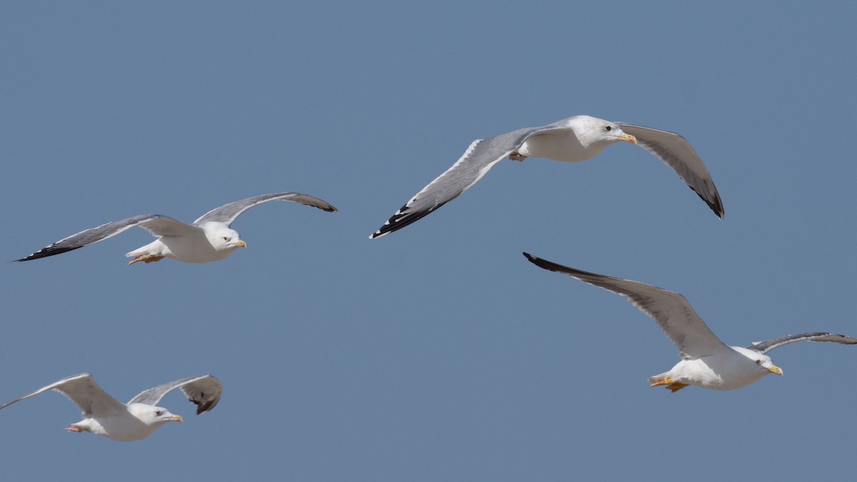 Lesser Black-backed Gull (Steppe) - ML193663891