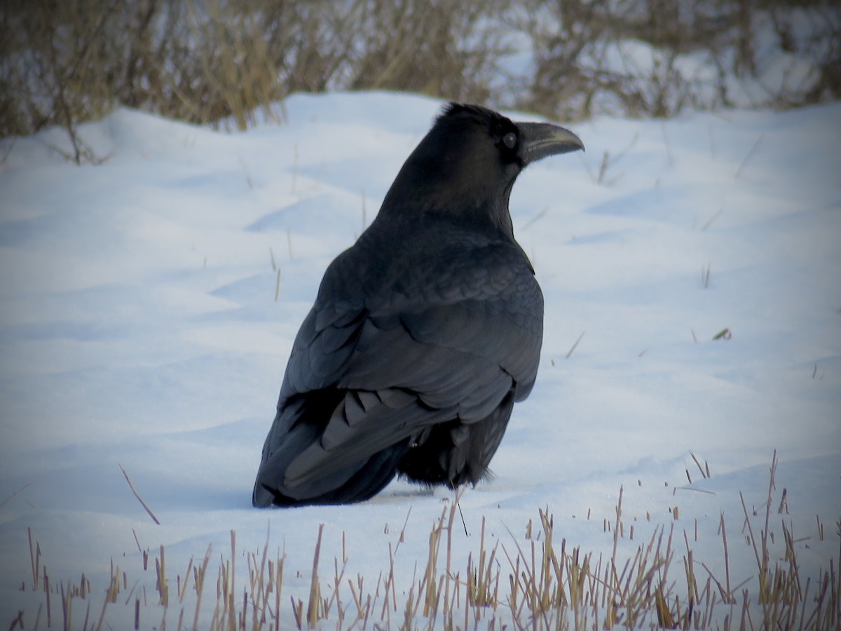 Common Raven - ML193664961