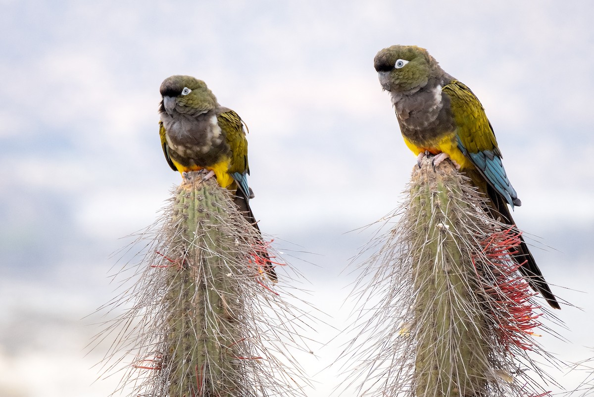 Conure de Patagonie - ML193665101