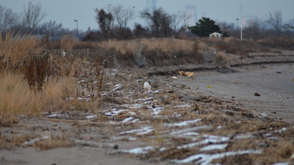 Snowy Owl - ML193665341