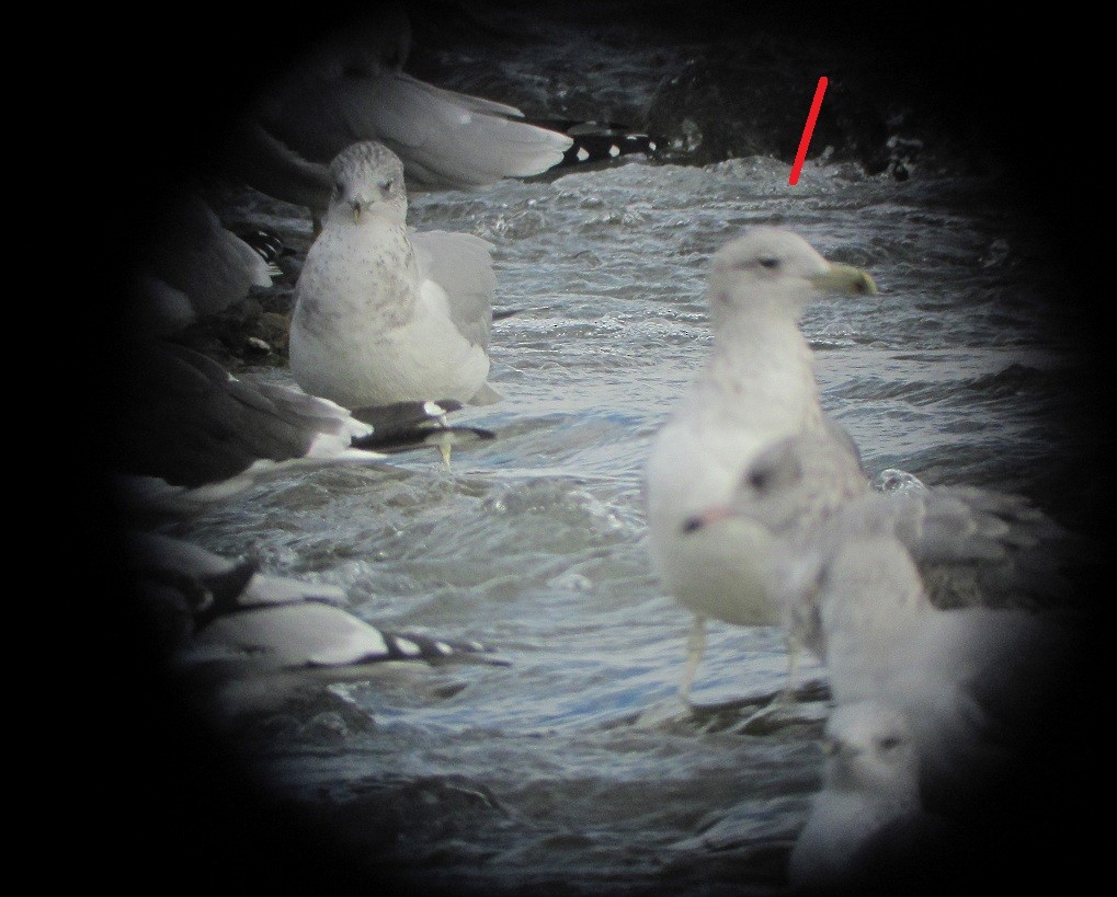 Gaviota Californiana - ML193666241