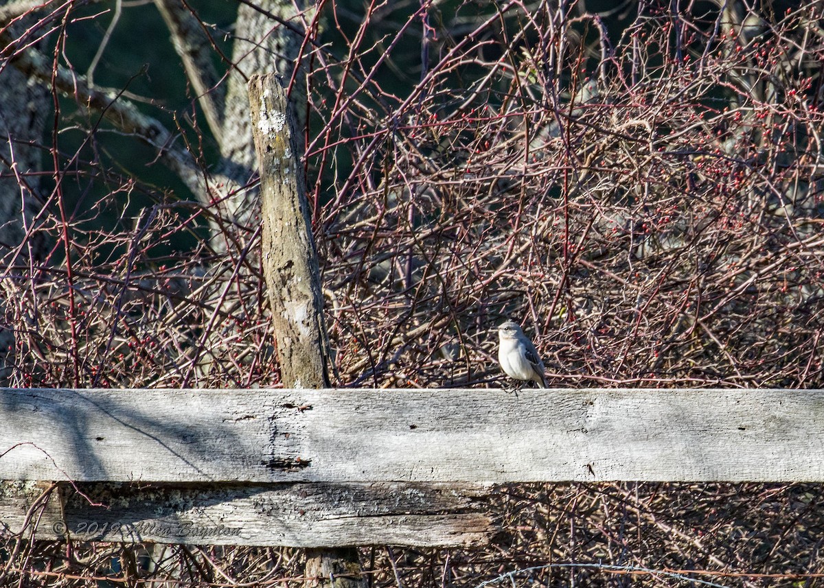 Northern Mockingbird - ML193666571