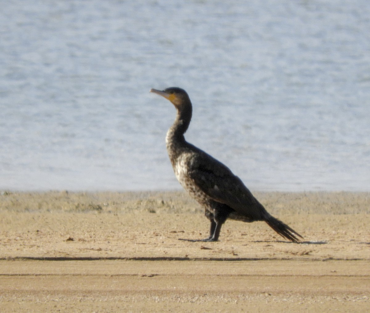 Great Cormorant - Georgina Cole