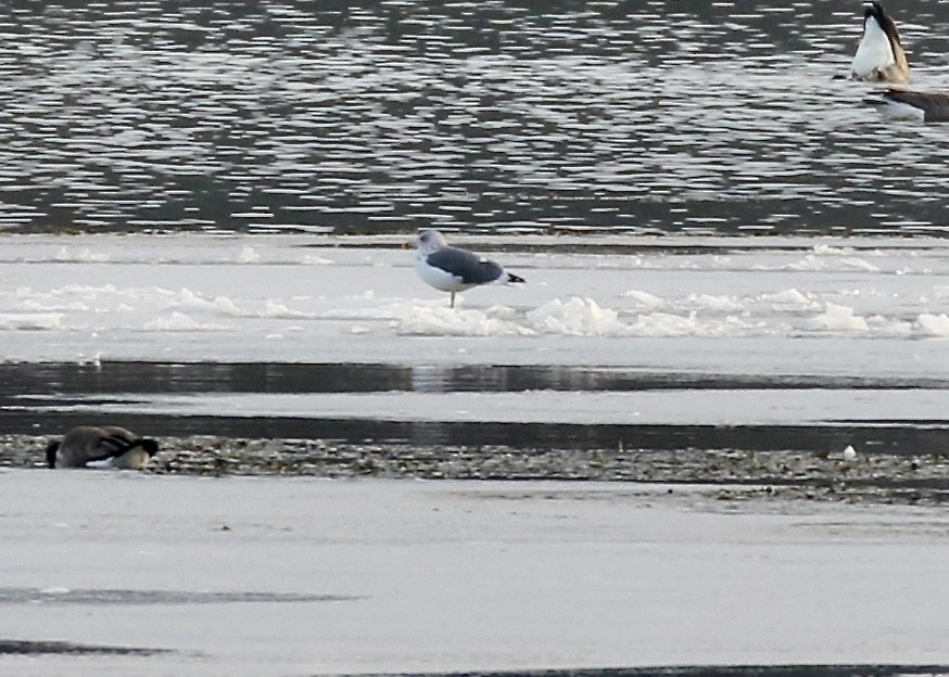 Lesser Black-backed Gull - ML193668221