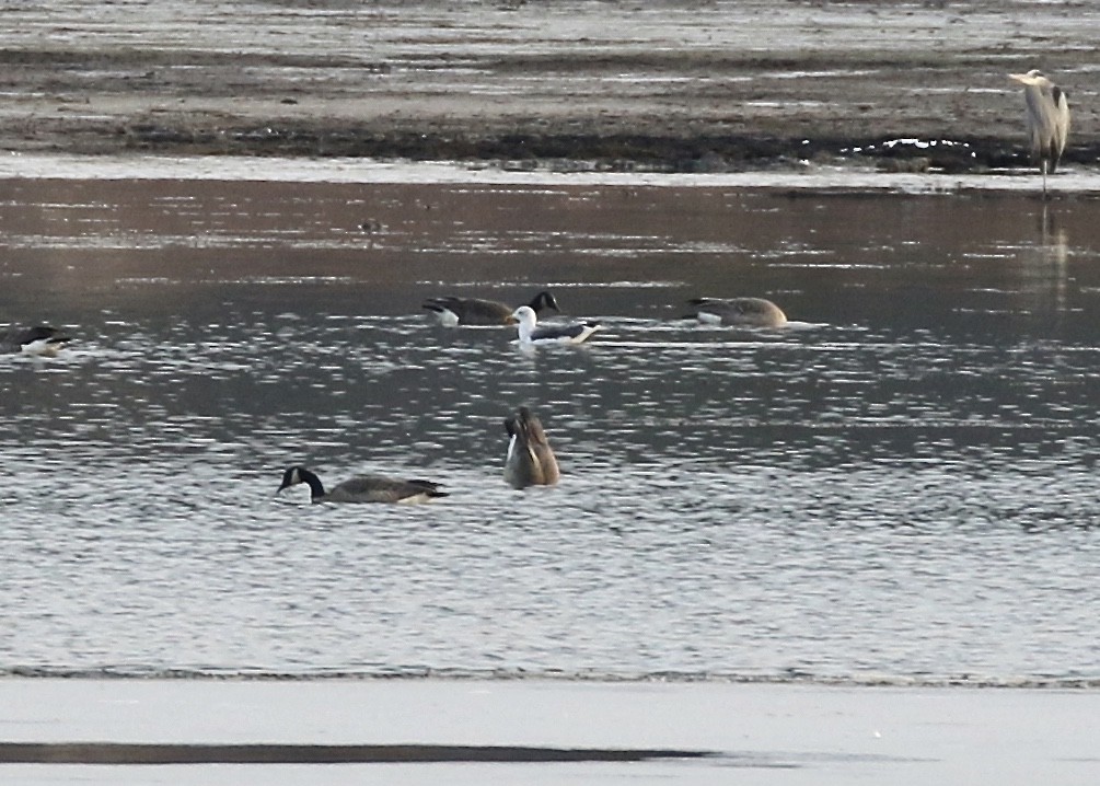 Lesser Black-backed Gull - ML193668231