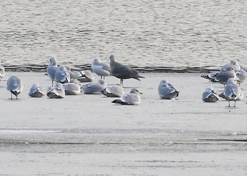Glaucous-winged Gull - ML193668271