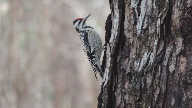 Yellow-bellied Sapsucker - ML193668531