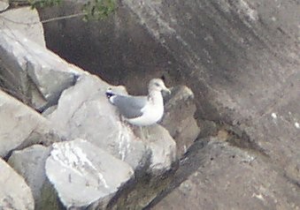 California Gull - ML193669141