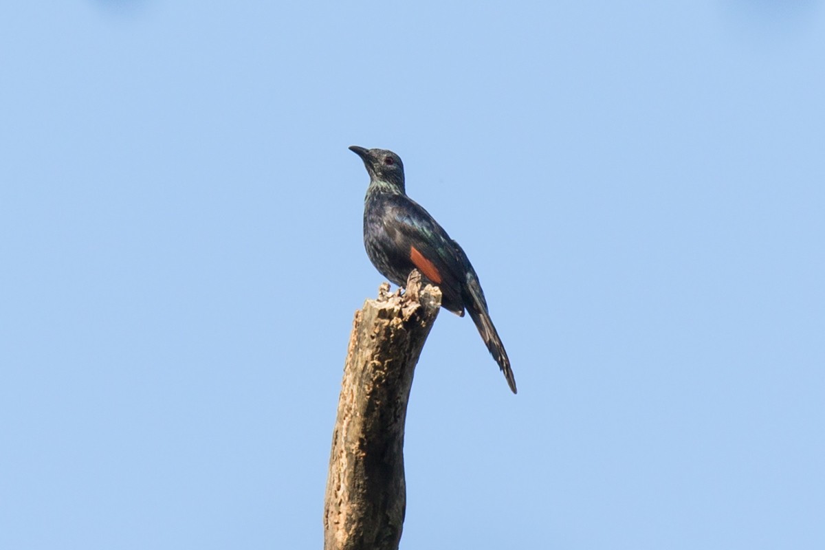 Chestnut-winged Starling - ML193670451