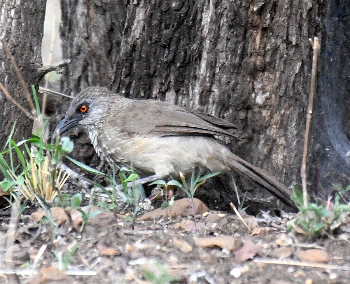 Arrow-marked Babbler - ML193673571