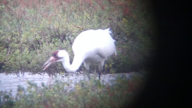 Whooping Crane - ML193676401