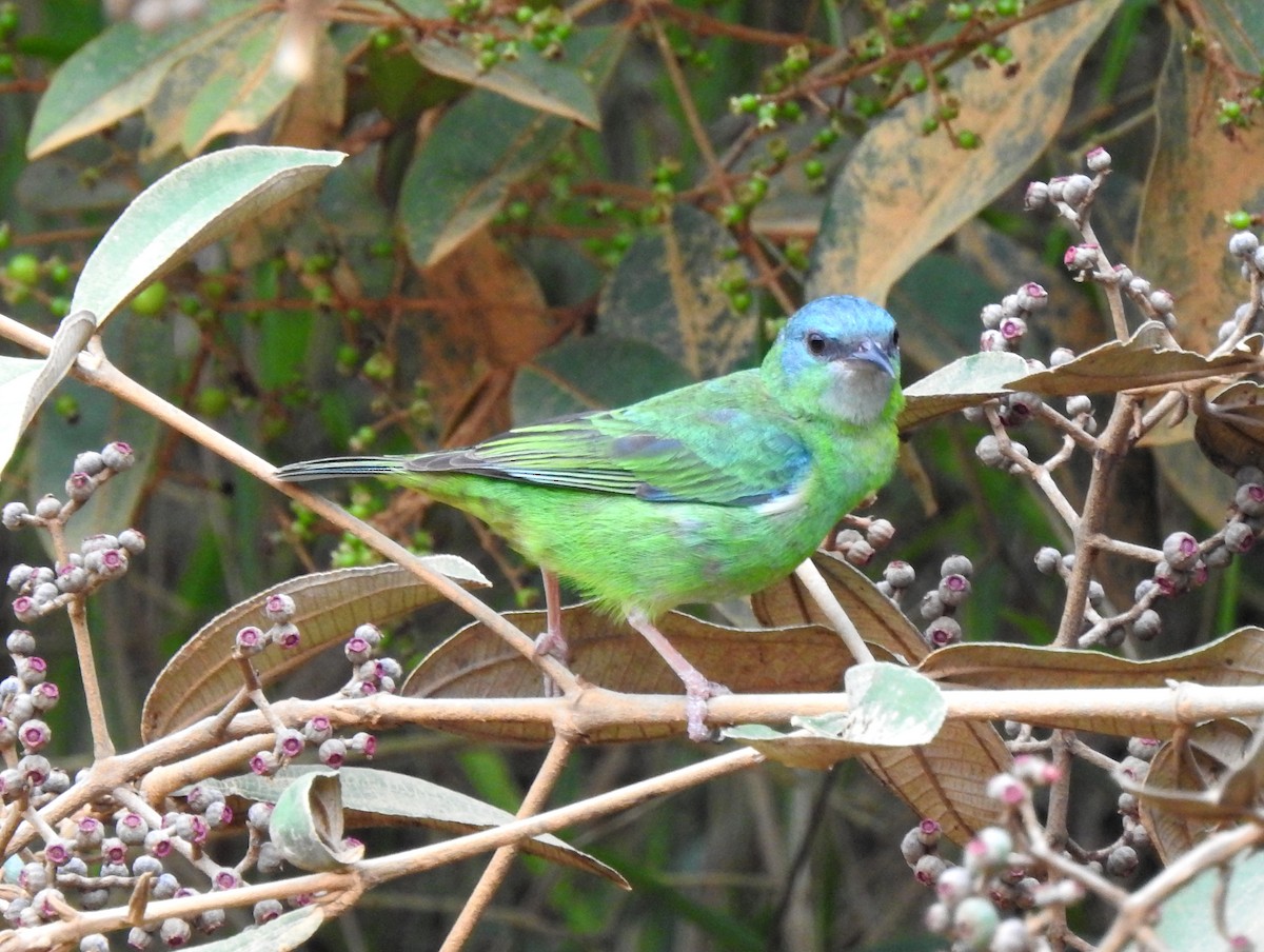 Blue Dacnis - bob butler