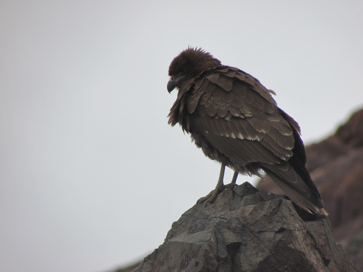 Mountain Caracara - ML193677911