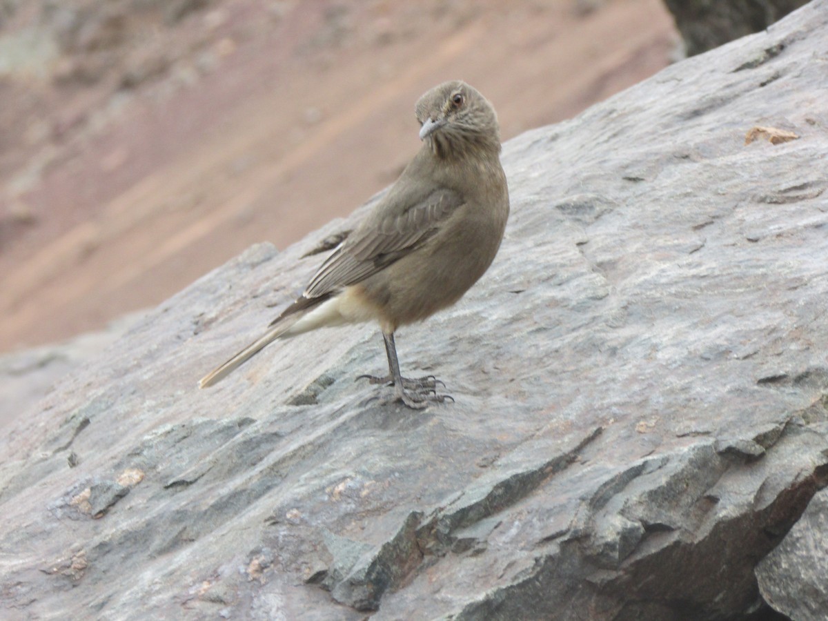 Black-billed Shrike-Tyrant - ML193677941