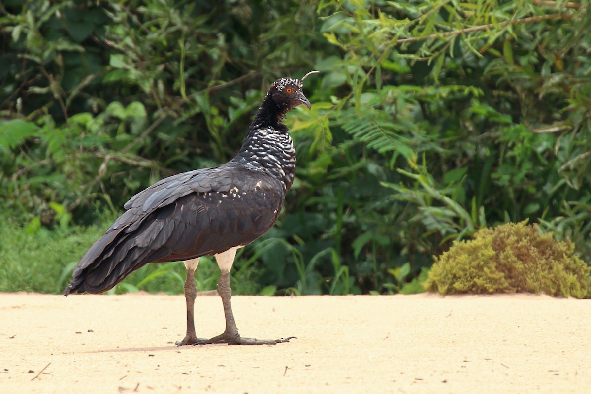 Horned Screamer - ML193678521