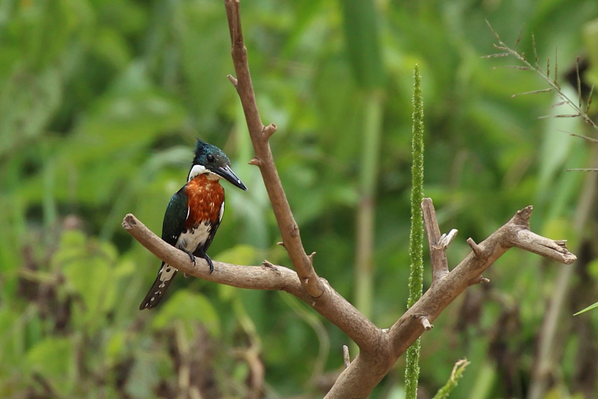 Green Kingfisher - ML193679131