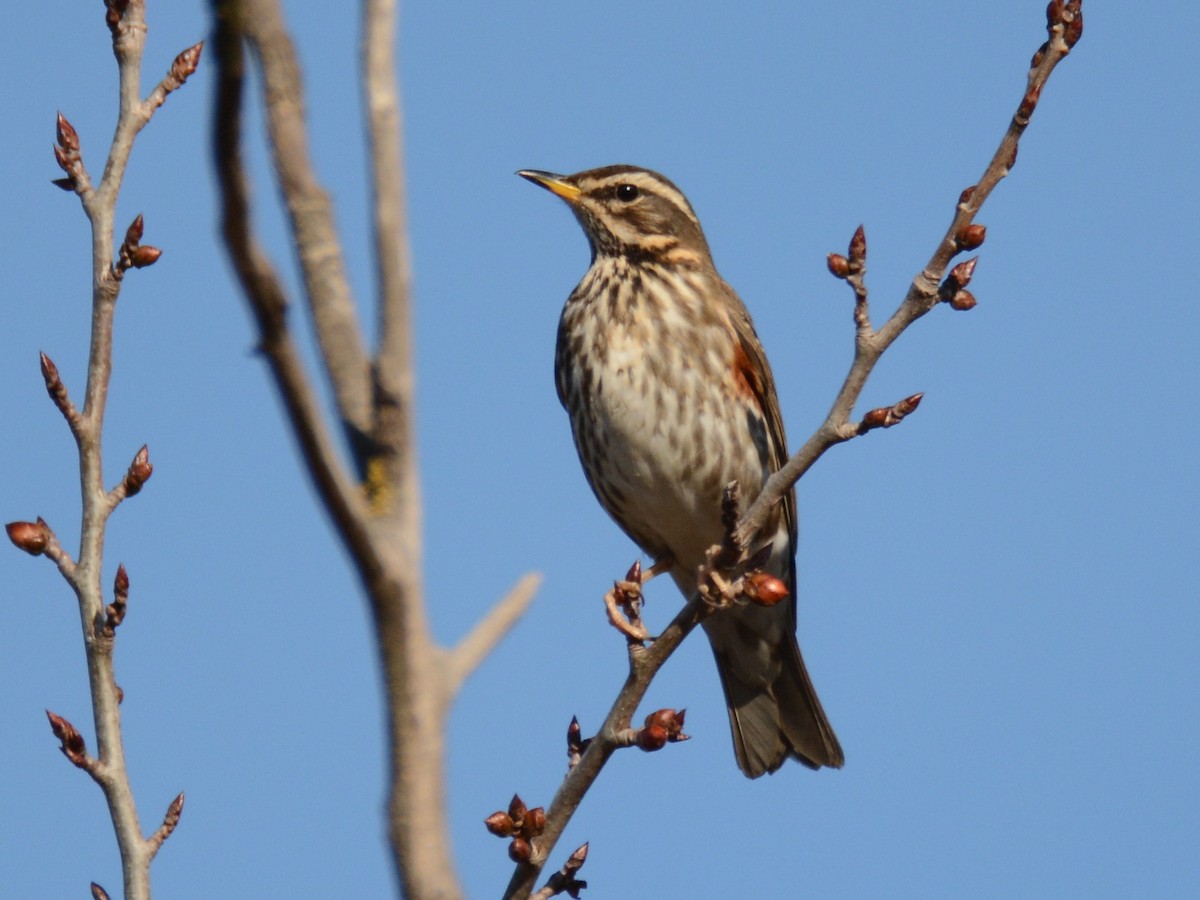 Redwing - ML193687451