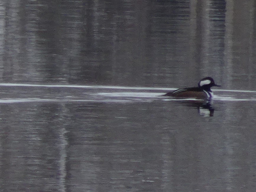 Hooded Merganser - ML193688581