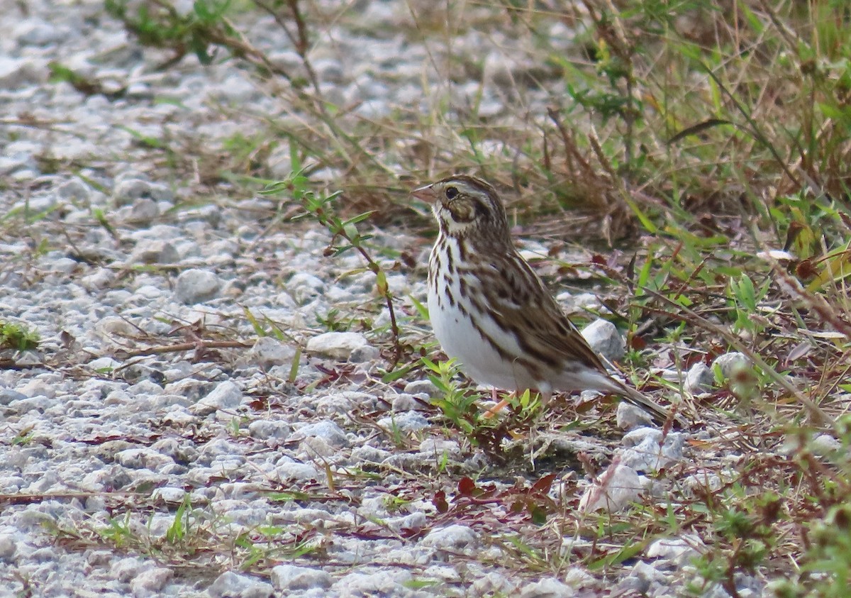 Savannah Sparrow - Susan Young