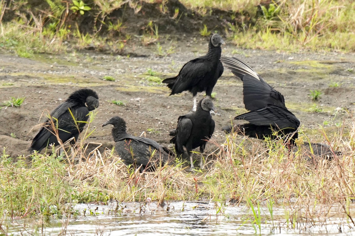 Black Vulture - ML193690541