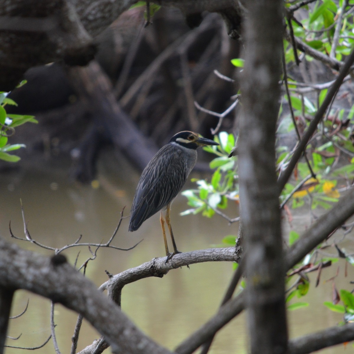 Yellow-crowned Night Heron - Hans Holbrook