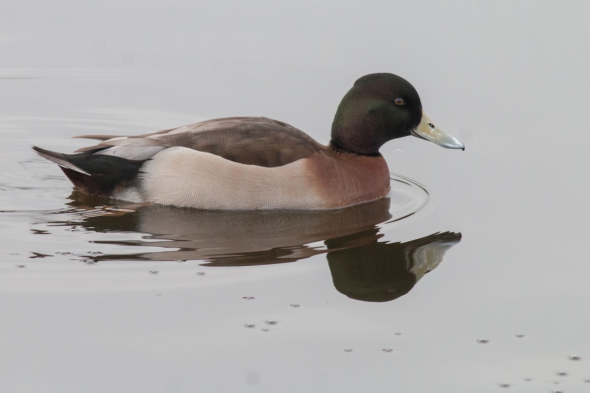 Aythya sp. - Jakub Macháň