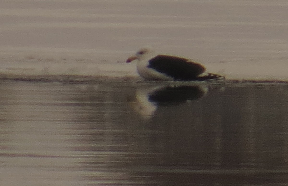 Great Black-backed Gull - ML193692711