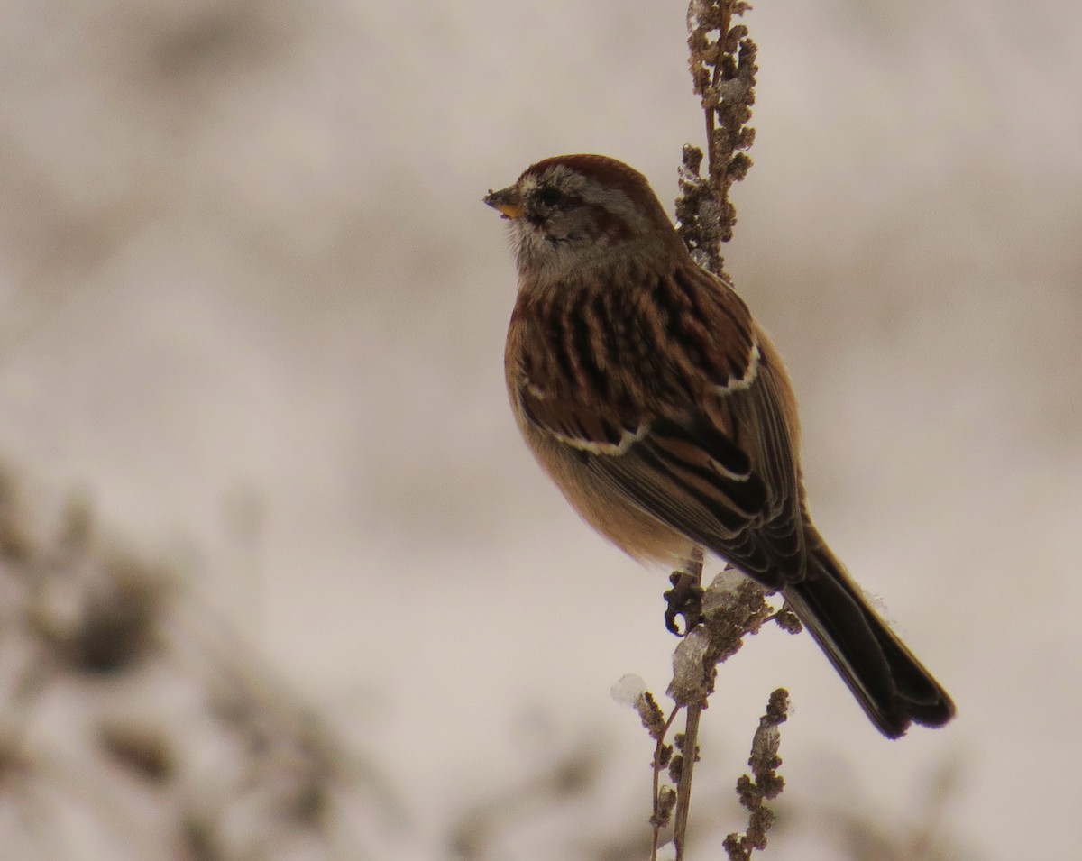 American Tree Sparrow - Amy Lawes