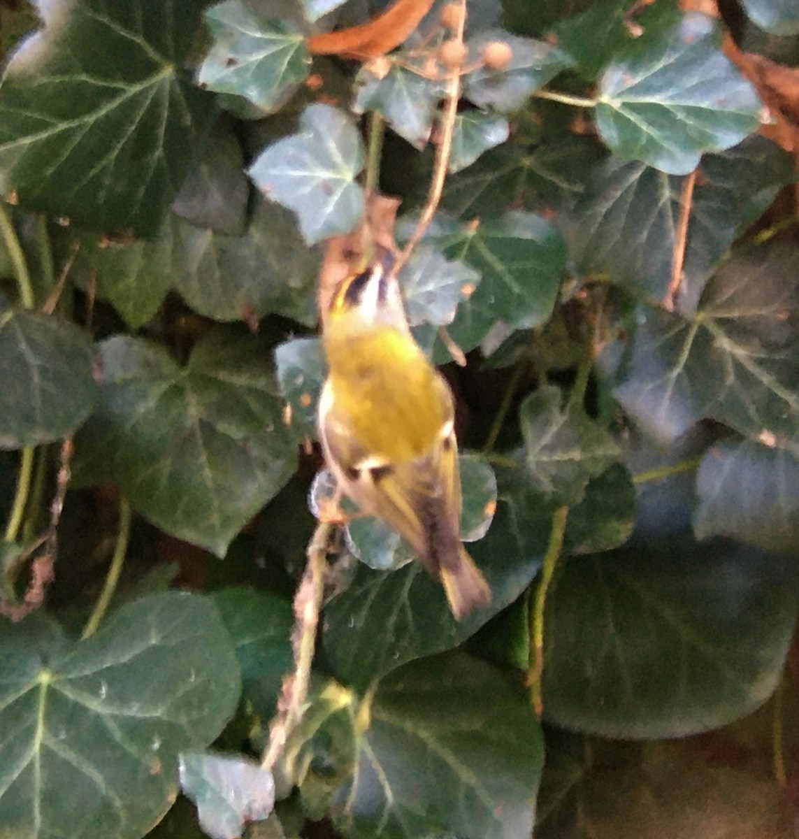 Common Firecrest - ML193693791