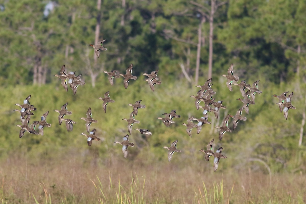 Green-winged Teal - Noah Frade