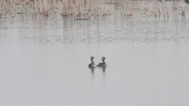 Pied-billed Grebe - ML193694341