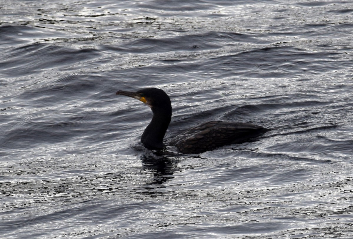 Great Cormorant - A Emmerson