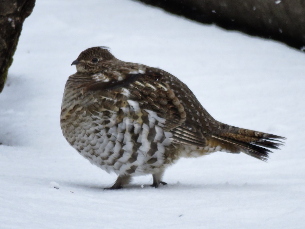 Ruffed Grouse - ML193696811