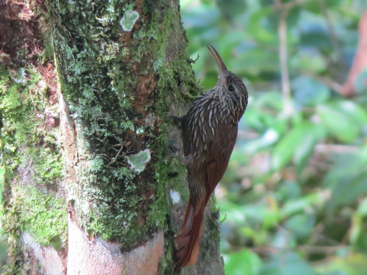 Streak-headed Woodcreeper - ML193697881